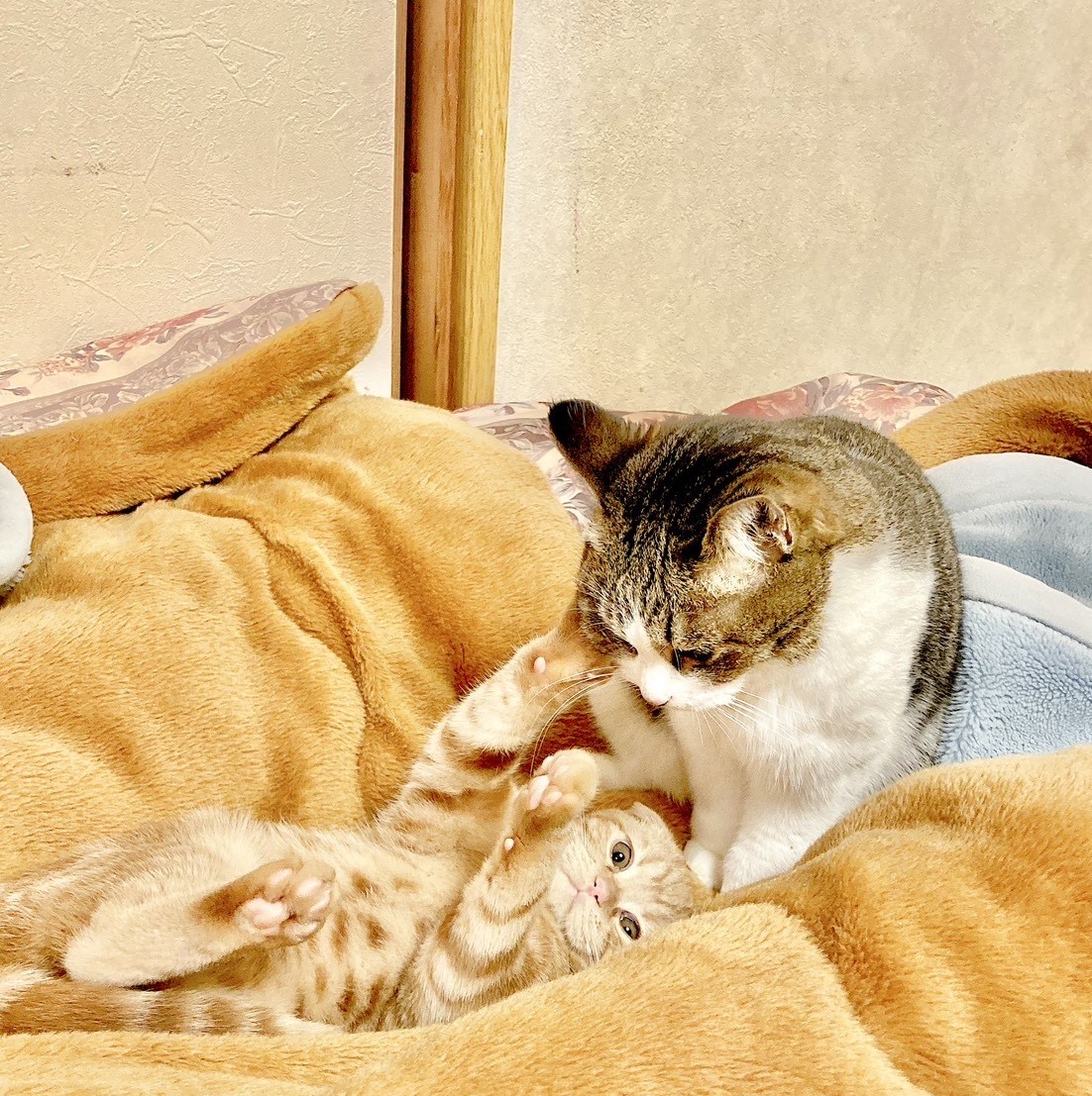 お食事イメージ